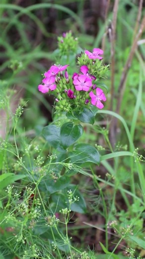 #道端 #名前 #わからない #？ #草 #花 #満開 #強い #牟岐 #雑草