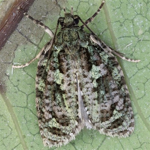 Researchers discover 10 new moth species and 7 genera hidden in Hawaii biodiversity study
