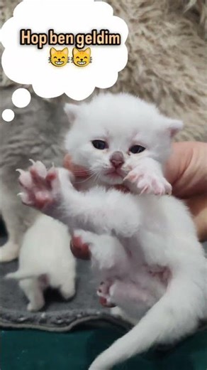 17-Day-Old Kittens 🐾 Their Eyes Are Open & They Started Exploring!