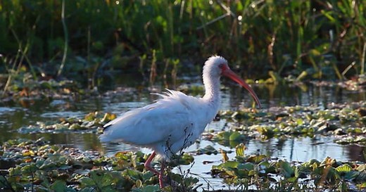 Nature: Everglades National Park