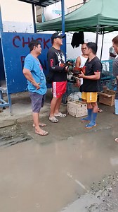 81K views · 2.4K reactions | Disclaimer: No animals were harmed in this video. Magagandang Linyada ng Manok na Makikita sa Calumpit Tyangge  #reelsviralシ #reelstrending #reelsvideoシ @highlight | Modesto Trinidad | Facebook