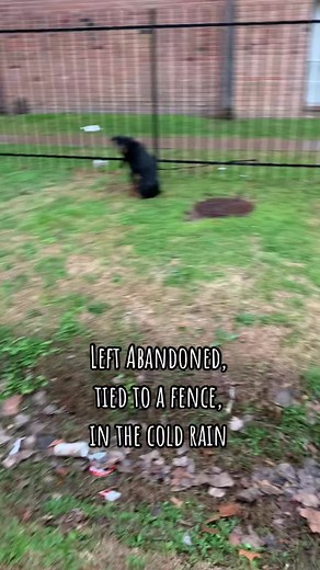 Heartwarming Rottweiler Rescue Story: Meet Rook and His Loving Family