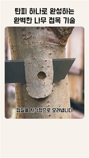 탄피 하나로 완성하는 완벽한 나무 접목 기술