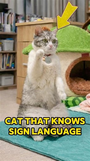 When your cat realizes you can't hear them...