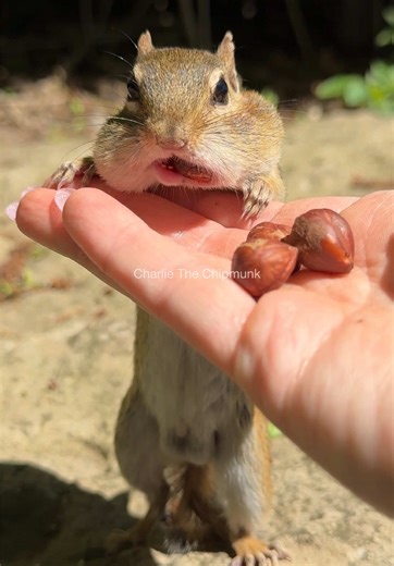 Cute Chipmunk Moments in Nature and Wildlife