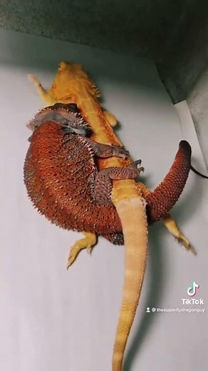 Bearded dragons mating