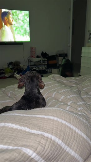 Ween and scar got beef 😂 #foryoupage #dogs | dogs
