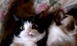 Pokey The Scowling Cat on Reels