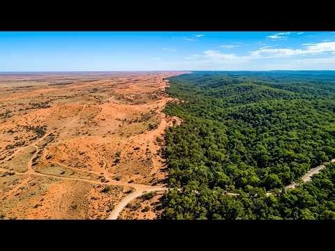 How Millions of Trees Are Saving an Entire Continent