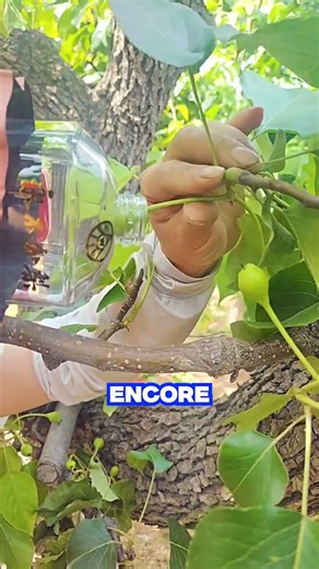 Pourquoi il ne faut pas enlever cette poire de sa bouteille ?