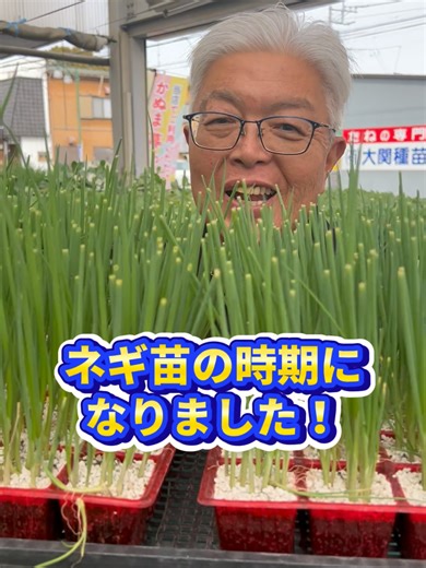 ネギ苗の時期がやってきた！ #家庭菜園 #園芸 #大関種苗園