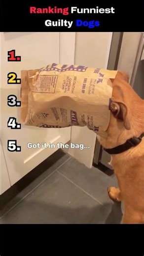 Ranking funniest Guilty Dogs! #dogshorts #funny #youtubeshorts #cute #cutedogs