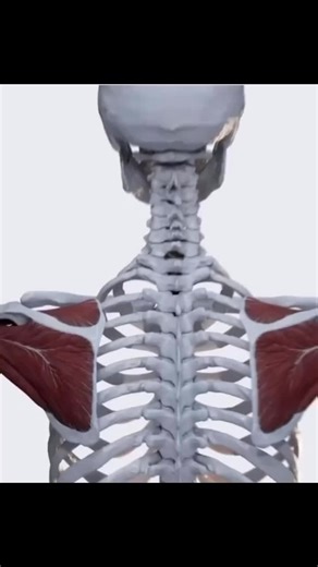🖍️ The rotator cuff is an anatomical term that is applied to define a group of four distinct muscles in the shoulder region, which stabilise and strengthen the glenohumeral (shoulder) joint and allow rotational movements of the humerus. The rotator cuff is comprised of the following four muscles: supraspinatus, infraspinatus, teres minor, and subscapularis. These muscles are also commonly referred to as “SITS” muscles. Each capital letter in the mnemonic refers to the first letter of the muscle