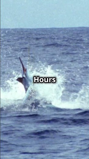 The Legendary 1,402 lb Blue Marlin Catch!