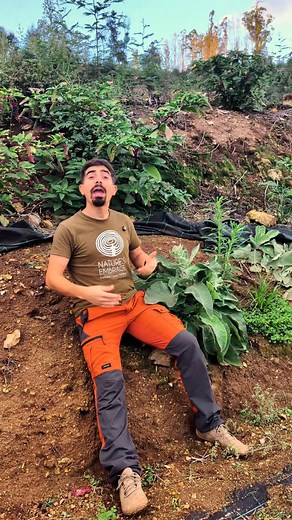 Voltamos a falar do nosso querido Verbasco (verbascum thapsus), desta vez em forma de folclore. Uma planta em tempos considerada sagrada, umas vezes usada contra as bruxas, outras usada por elas 🧙🏻‍♀️ Com ou sem bruxas, temos a certeza que esta planta pode fazer magia por ti 🌿 | Nature's Embrace