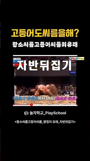 고등어씨름의유래_황소씨름고등어씨름 #전래놀이 #전통놀이 #민속놀이
