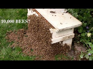 Swarm of 10,000 bees turn into cloud while being captured