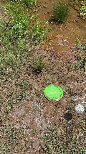 Discuits n' Gravy on TikTok