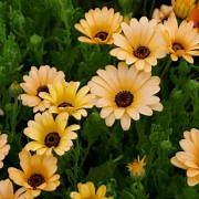 African Daisy Seeds - Dimorphotheca Sinuata Flower Seed