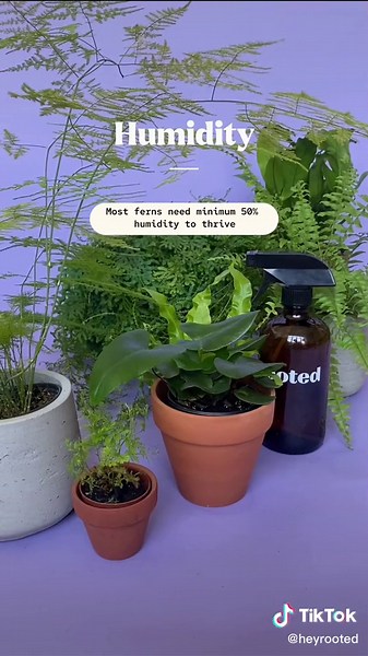 Fern Care Tips and Plant Care Advice