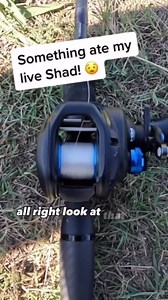 Something ate my bait: Fishing mystery and tips