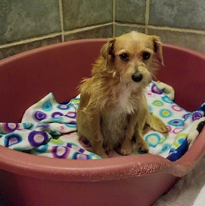 1.3K views · 174 reactions | Tail Wagging Tuesday is very special...