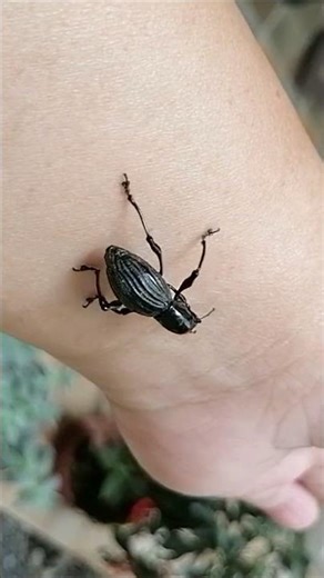 TAMED BUG IN OUR GARDEN_DOESN'T BITE 🐞 CAN YOU IDENTIFY IT? WE CALL IT BAKA-BAKA 🌄 PHILS || #SHORTS