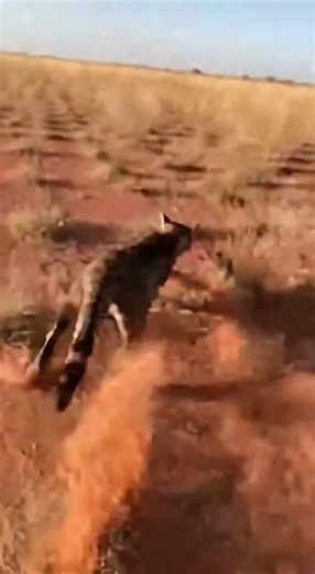 RAW Footage: Intense Cat vs. Rat Savanna Hunt (Full Speed Dust) 💨