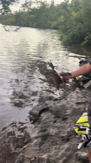 Manu Snz's Ultimate Mudcrabbing Adventure at Baffle
