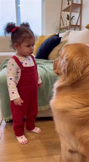 Understanding Dog Guilt: Insights on Behavior