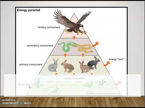 Producers, Consumers, Decomposers
