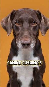 Cushing’s Syndrome in Dogs: Signs You Shouldn’t Ignore