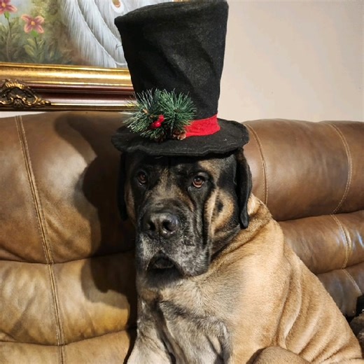Merry Christmas | Hogan's Adventures
