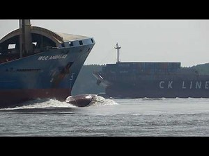 How Container Ships Navigate Narrow Channels | 4K Shipspotting