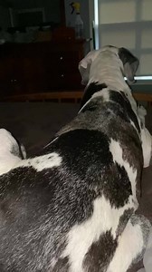 Happy SaturDANE!!! There is NO sleeping in allowed around here. It’s light out and time to BARK, BARK. BARK at someone walking by 🤪🤪🤪 | Lady Darla's Legacy - The Squirrel Patrol