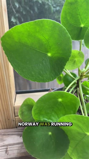 This is why it is called the Chinese money plant 🪴