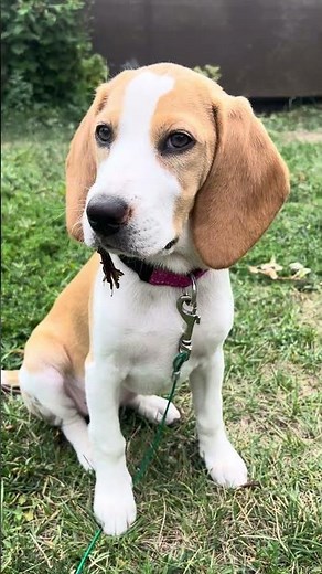 Lemon beagle puppy