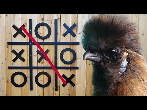 Extreme Chicken Tic-Tac-Toe Competition