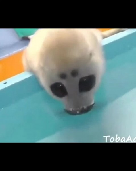 Niko the Silly Seal: A Heartwarming Adventure