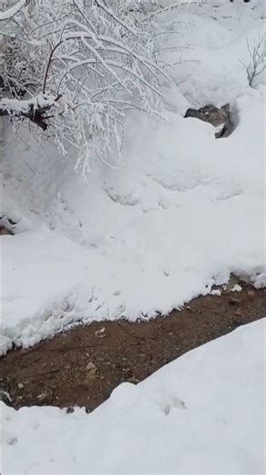 یک فیلم از طبیعت