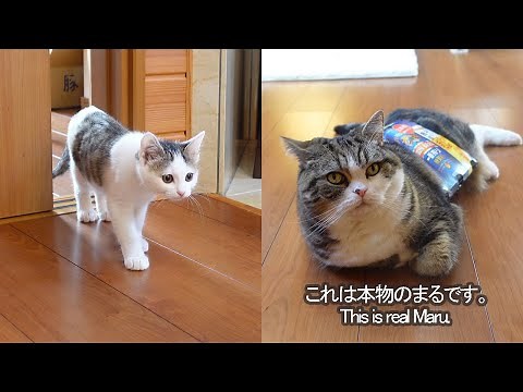 リアルなまるのぬいぐるみとねこ。-Realistic stuffed Maru and cats.-