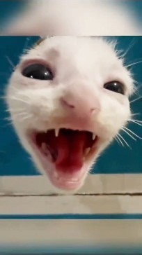 This cat is a bit nuts 😝 #cats #kittens