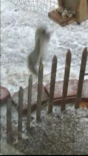 Ravenous Rocket Refuels