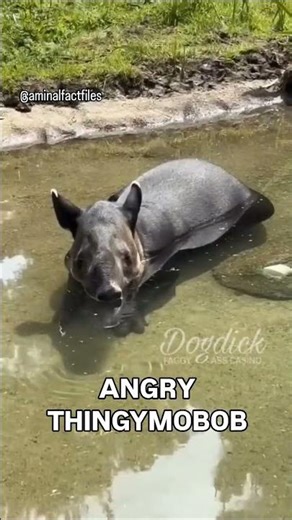 thingymobob is a strange and wonderful creature!