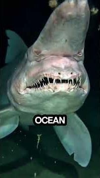 top 5 animal With names. That sound totally Fake #animals #facts #weird