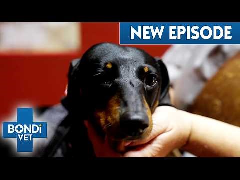 Dog’s Major Surgery To Drain Lump On Head 😣 | Coast To Coast S8 E3 | Bondi Vet