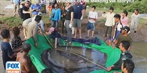 World's largest freshwater fish caught in Cambodia