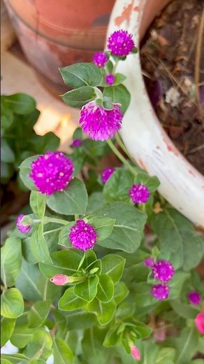 🌱How To Grow Gomphrena Flower Plant 💐👌🥰|#homegarding #ytshotstrending