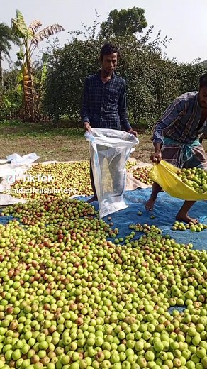 Apple Harvesting Process in a Rural Setting