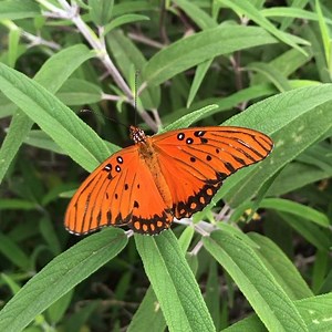 78 reactions · 4 comments | The Gulf fritillary, (Agraulis vanillae) 曆 | Butterfly Farms | Facebook